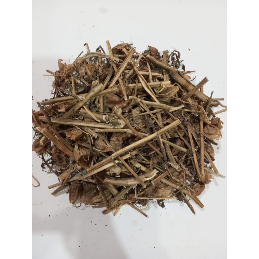 ciplukan kering akar batang buah daun cecendet