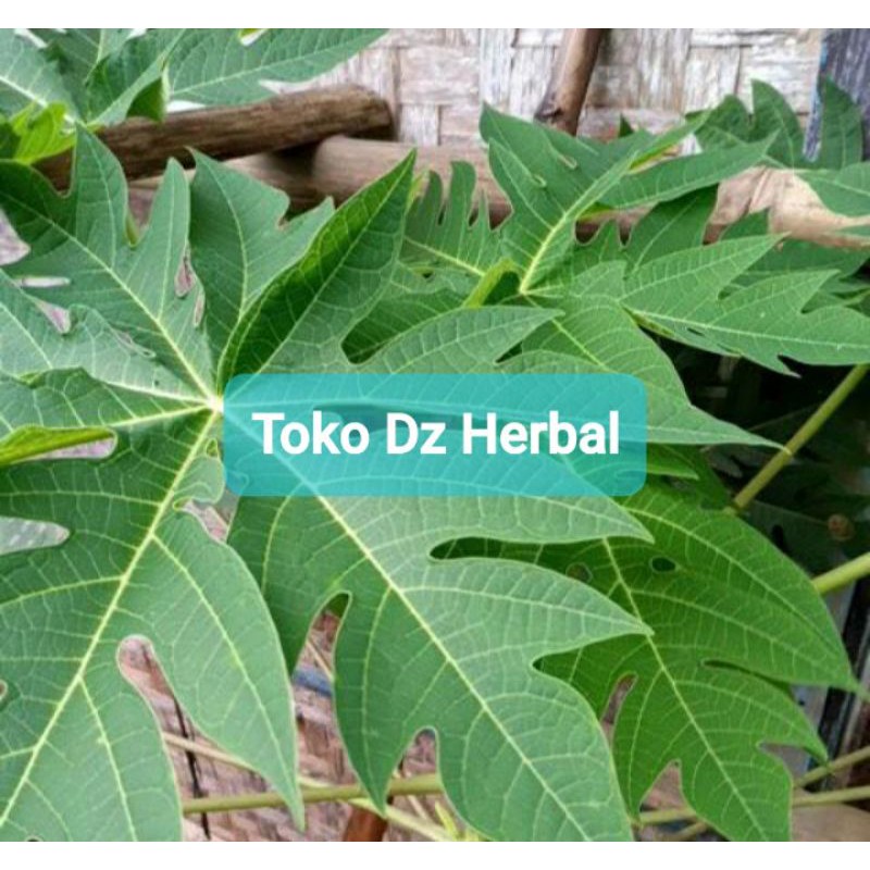 

Daun pepaya segar 1 kg asli organik petik langsung-az