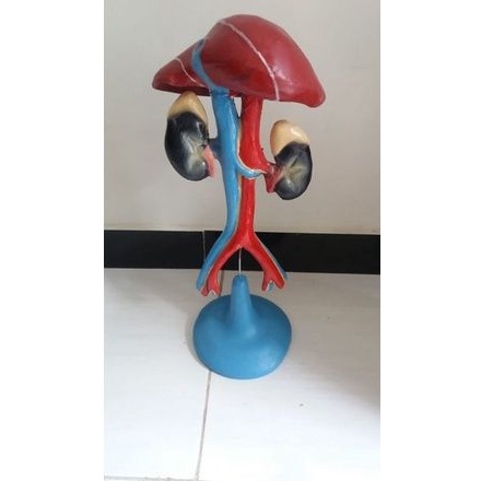 

Model Hati dan Ginjal