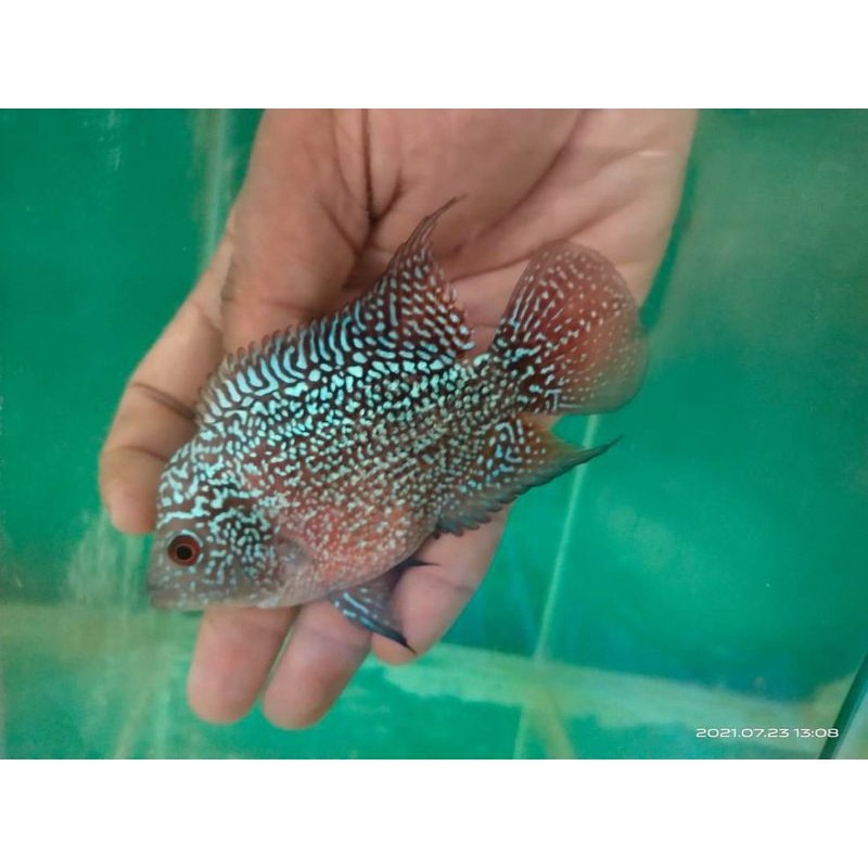 Ikan louhan Kamfa female