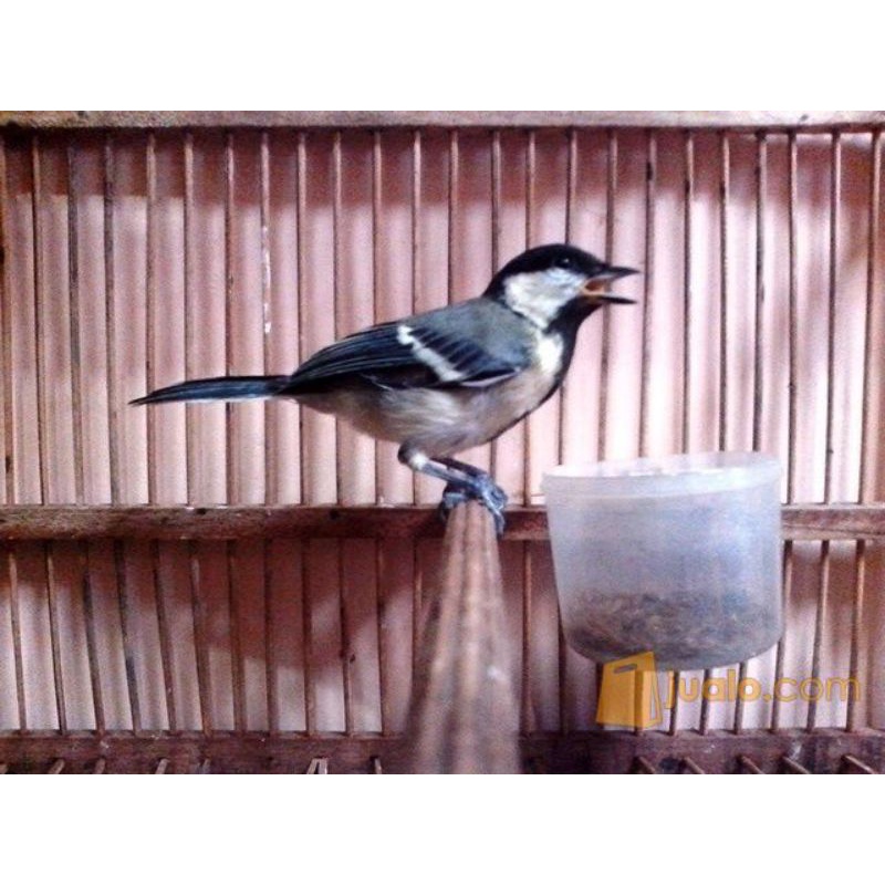 Gelatik Batu Bahan Rawatan