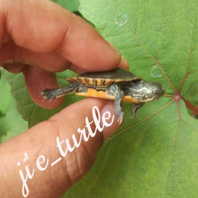 Hiasan Aquarium Kura Picta Dortalis Vakesya.Id