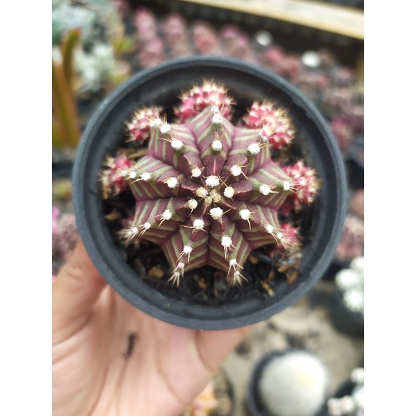 Kaktus - Gymno Siklam Ownroot