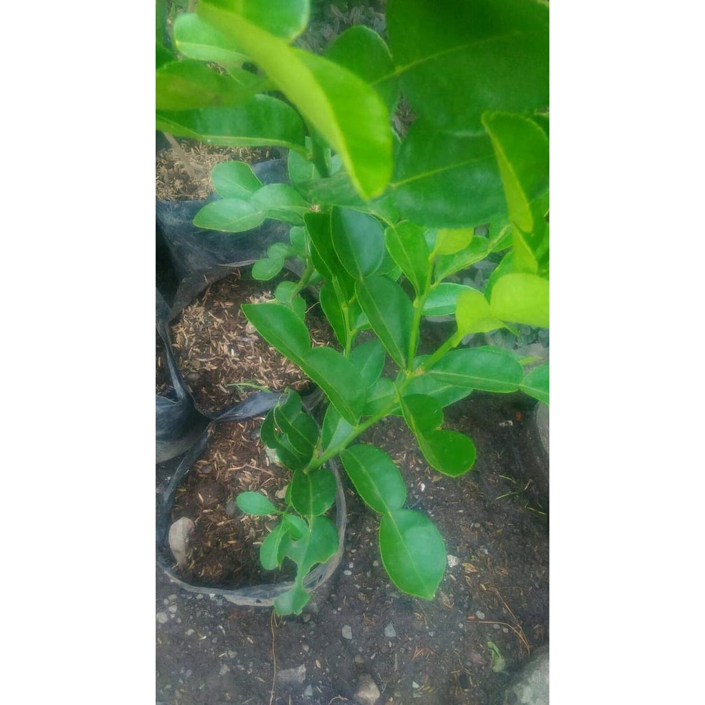 Kib Jeruk Purut / Bibit Jeruk Purut / Jeruk / Bibit Tanaman