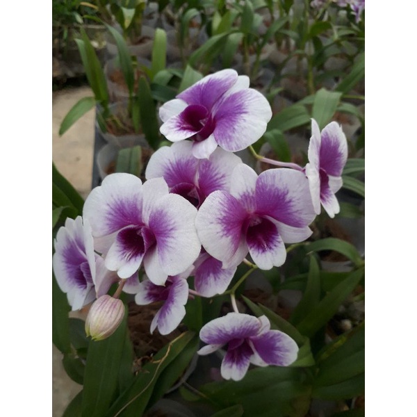 Dendrobium yaya compactum