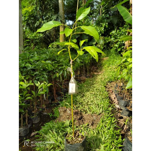 Bibit tanaman buah alpukat hass-hass avocado-alpukat australia