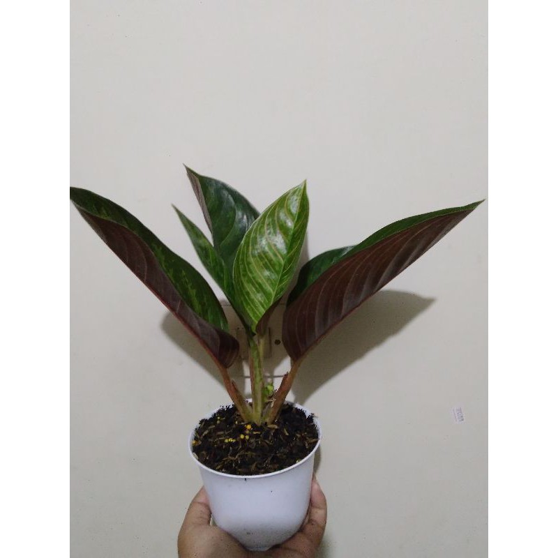 aglonema black kresna