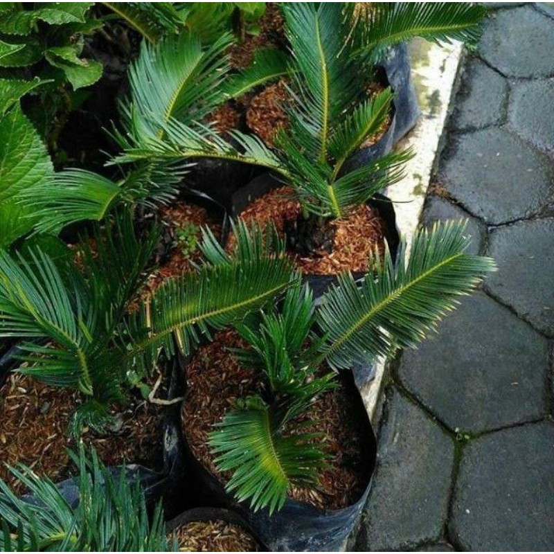 Tanaman Sikas / Mawar Jambe