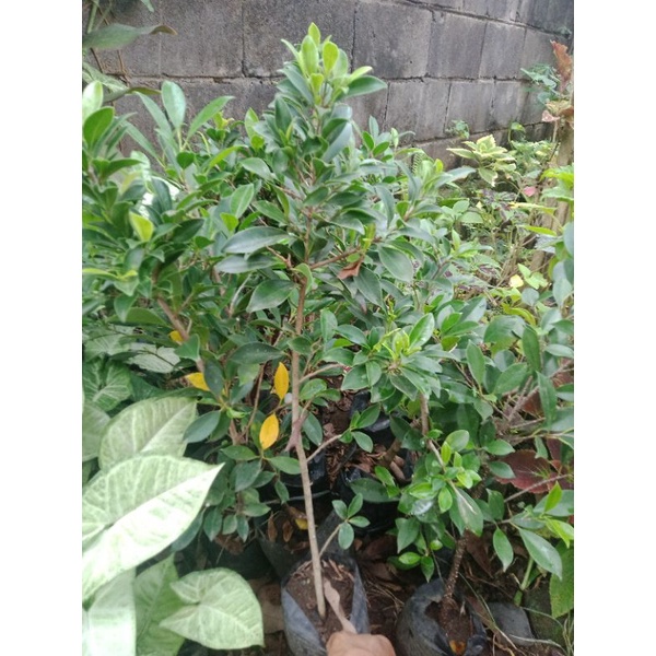 BIBIT FICUS ELEGAN