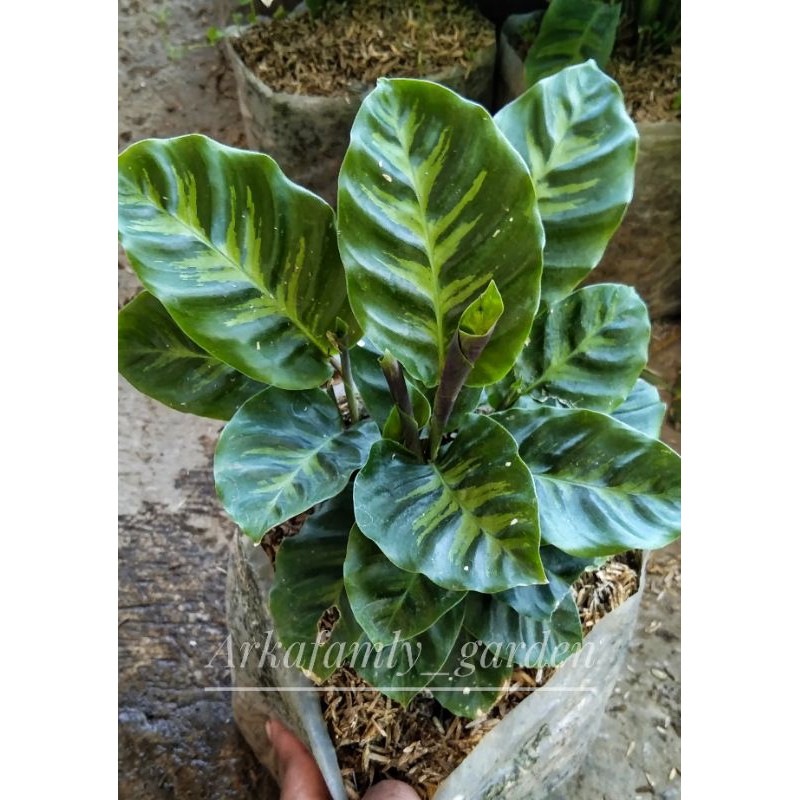 Calathea alberti/Tanaman hias maranta alberti
