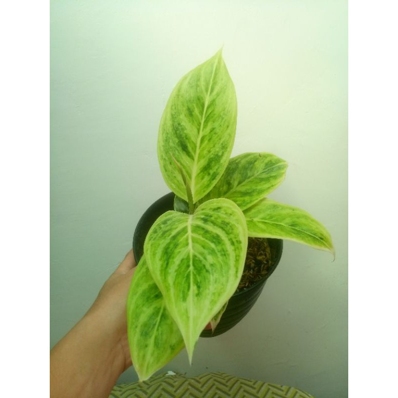 Aglonema Lipstik Putih Indukan