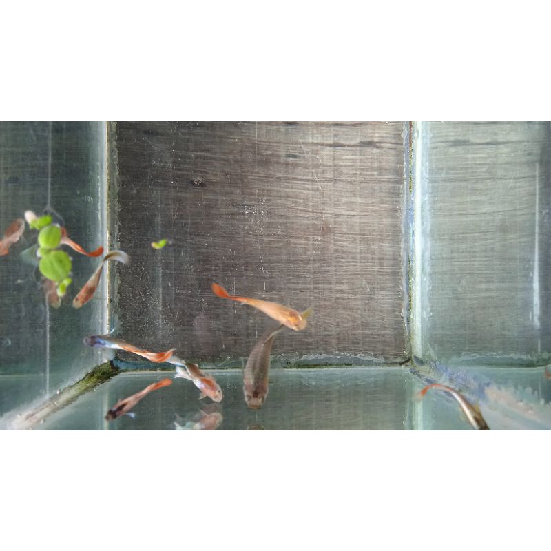 "PROMO MURAH"  Ikan Guppy Golden Red/Red Platinum/ Platinum Red Gold &  Black Molly Lyritel