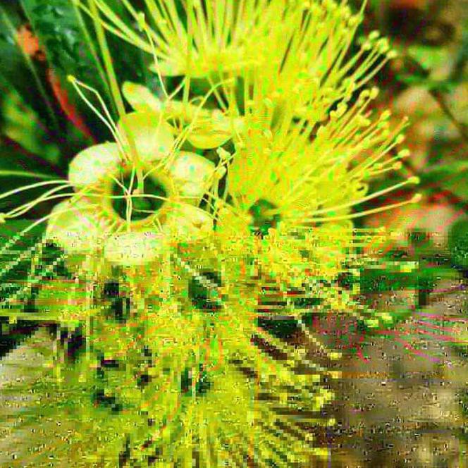 Bog Promo.. Bibit Tanaman Hias Bunga Xanthostemon - Santos Temon | Santos Lemon *_@