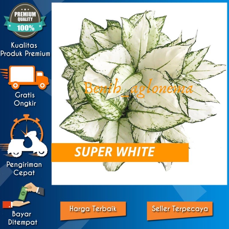 bunga aglonema Bonggol aglonema super white