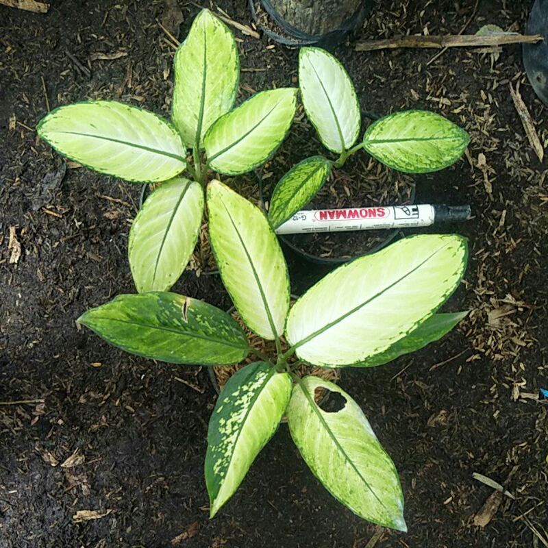 Aglaonema Diven Tisu