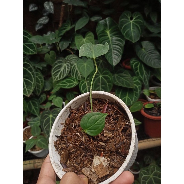 Bonggol anthurium veichii hybrid