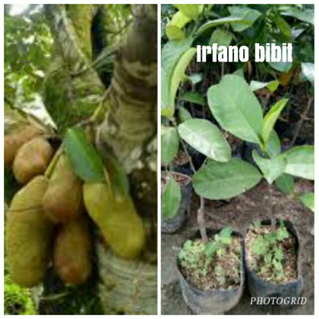 BIBIT NANGKA CEMPEDAK