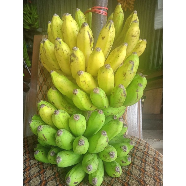 

pisang susu