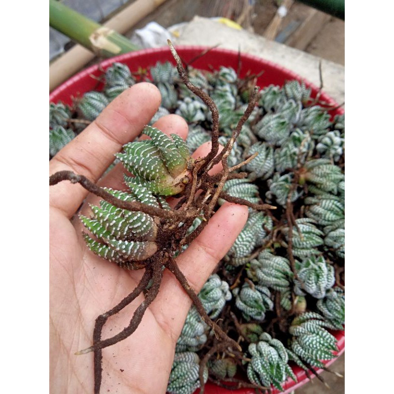 Sekulen haworthia perkutut + freepot