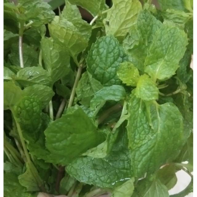 

Daun Mint