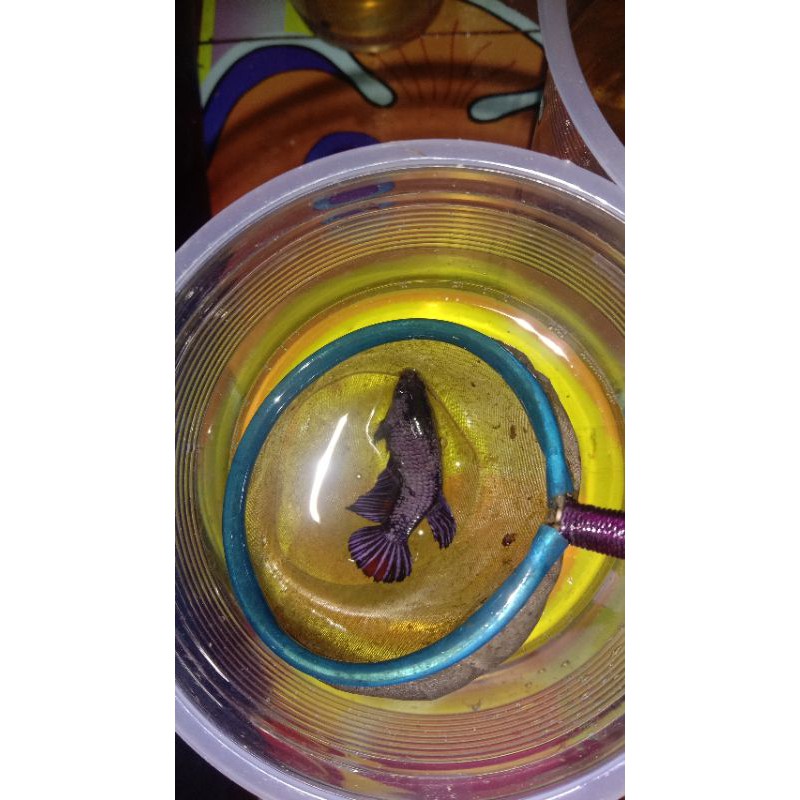 female female cooper dan gold line avatar