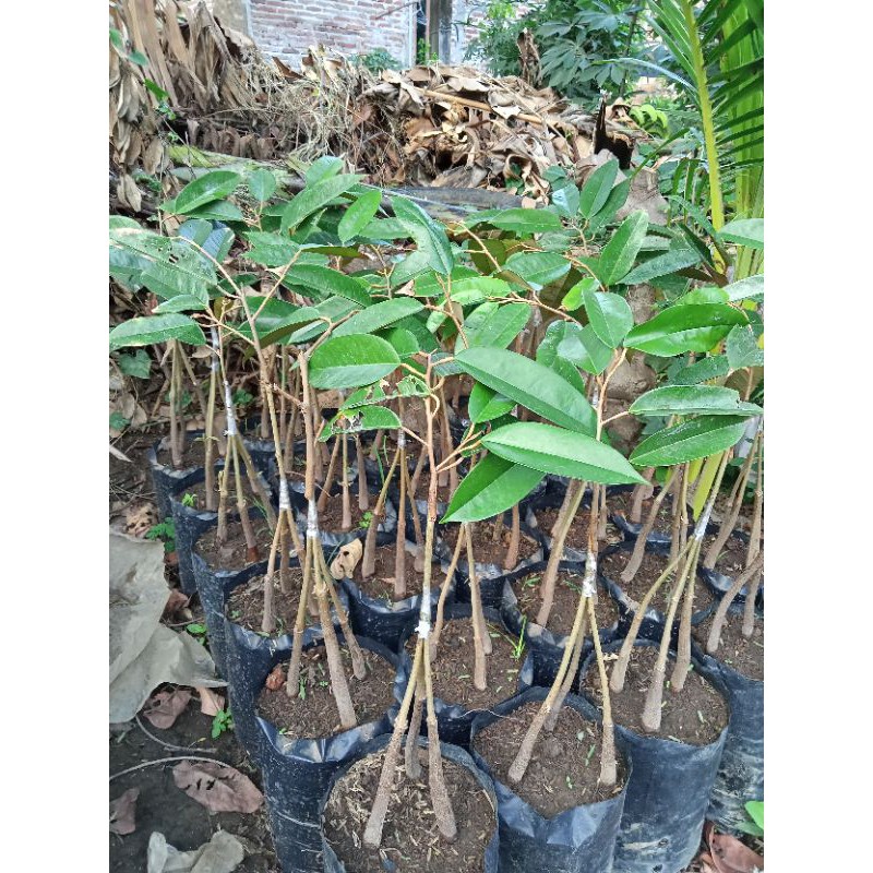 bibit duren musang king kaki3