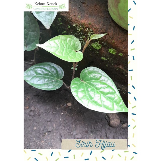 BIBIT SIRIH HIJAU MEDAN