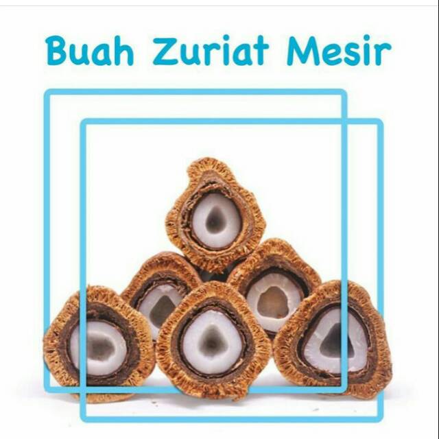 

Buah Zuriat