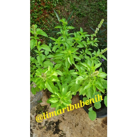 Kemangi (bibit kemangi)