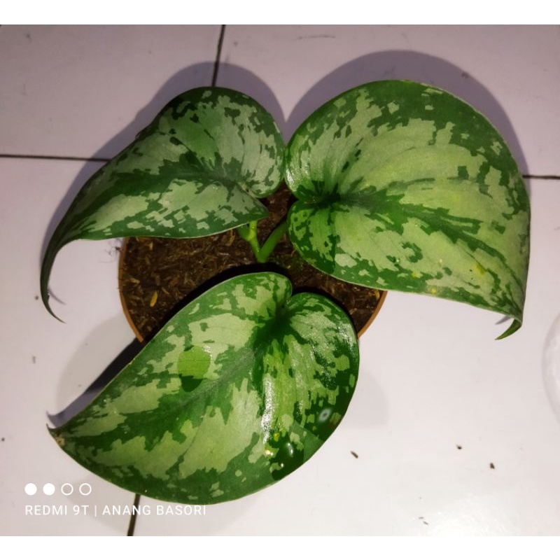 Scindapsus exotica tanaman hias