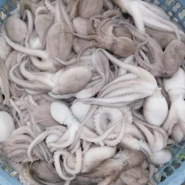 

Bayi Gurita Octopus Baby 1Kg // Segar Fresh Dan Bergaransi