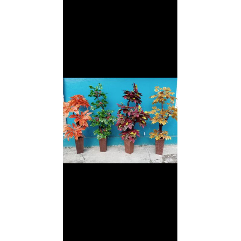 pohon bonsai daun maple