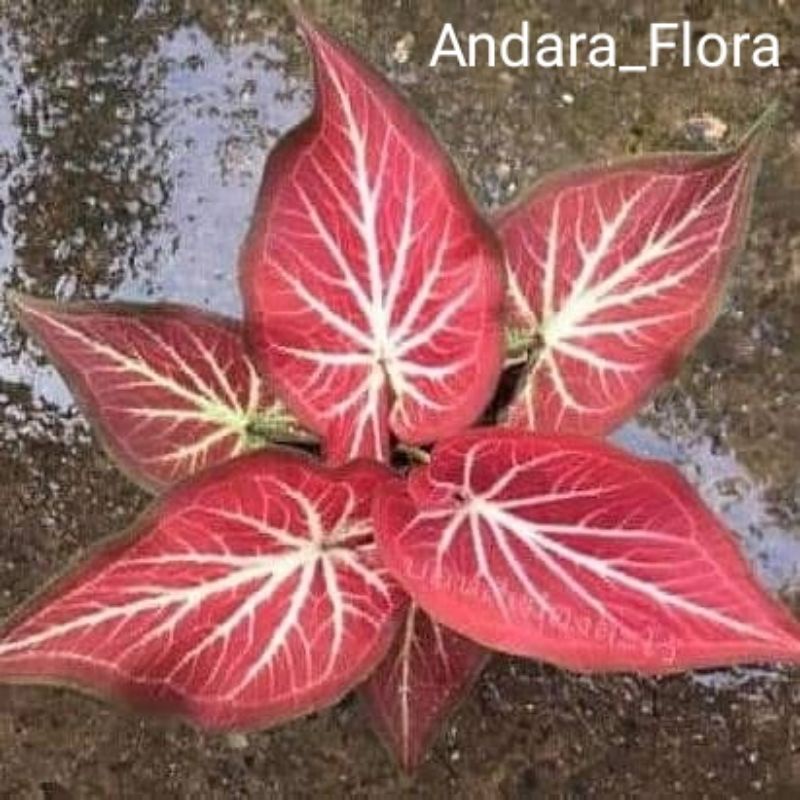 TERMURAH New promo Bibit bonggol tanaman hias keladi Rich Of Thai (ROT)/ Caladium ROT..