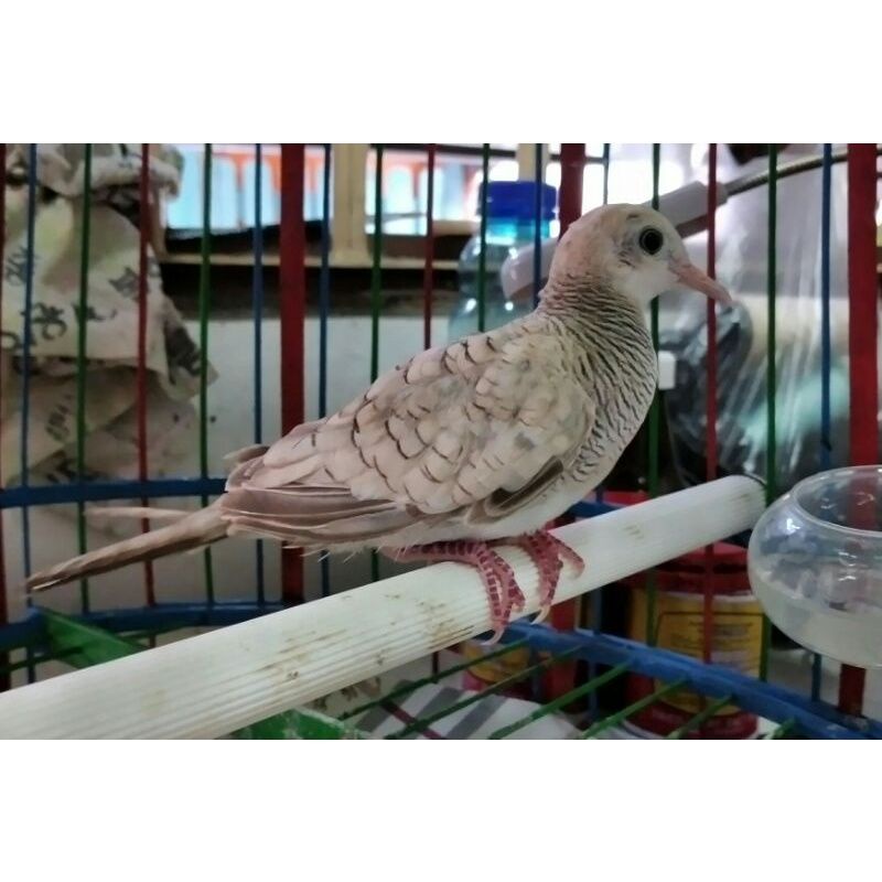 Pekutut Silver