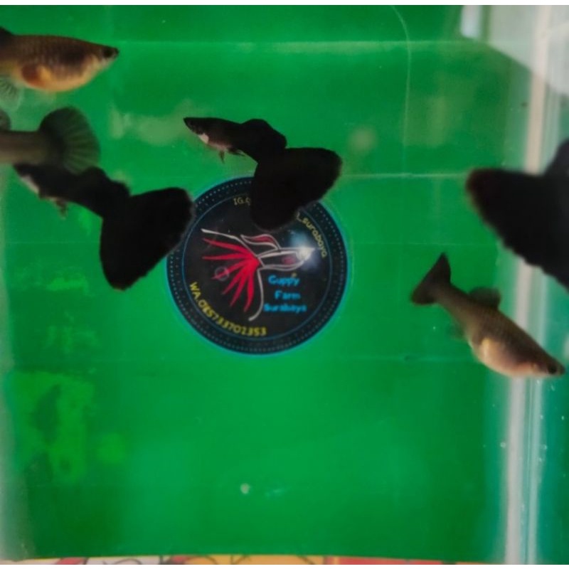 guppy Black moscow / guppy bm