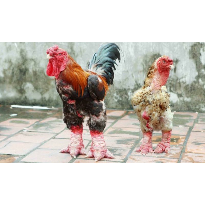 

TELUR FERTIL AYAM HIAS DONG TAO UNTUK DI TETASKAN