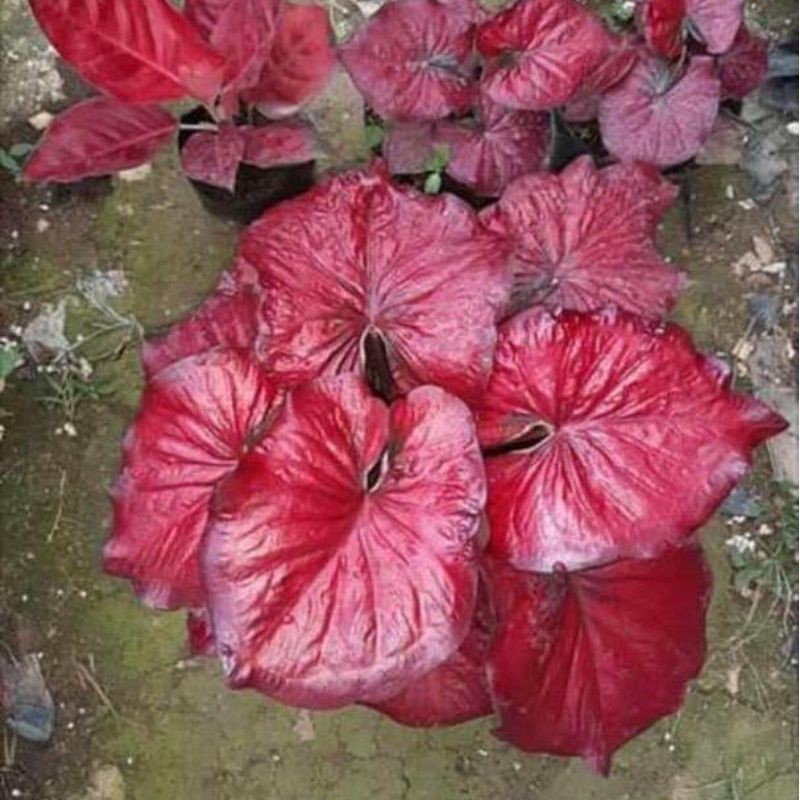 caladium red stardus / caladium import / caladium thailand / caladium murah