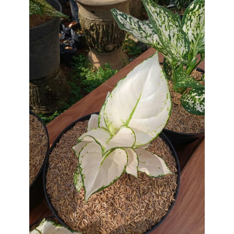 promo bunga aglonema super white