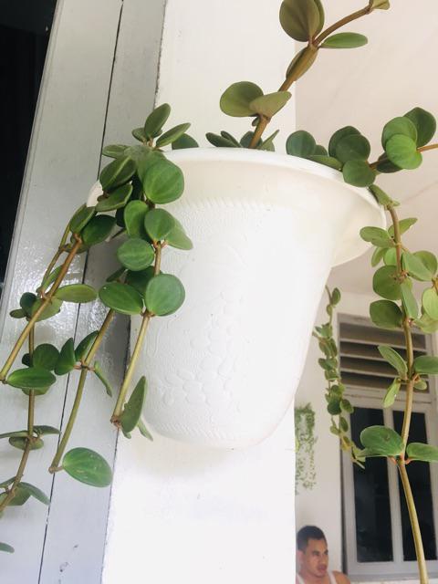 Tanaman hias gantung peperomia hope Shopee Indonesia Tanaman hias gantung peperomia hope Shopee Indonesia