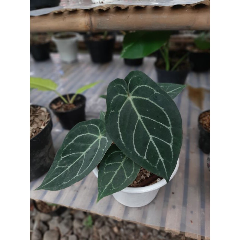 Anthurium DarkmamaXcrystalinum