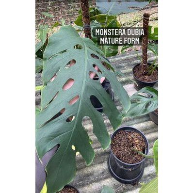 TANAMAN HIAS MONSTERA DUBIA MATURE FORM