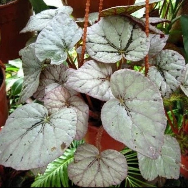 Pohon Begonia Rex Silver Tanaman Hias Begonia Rex Silver