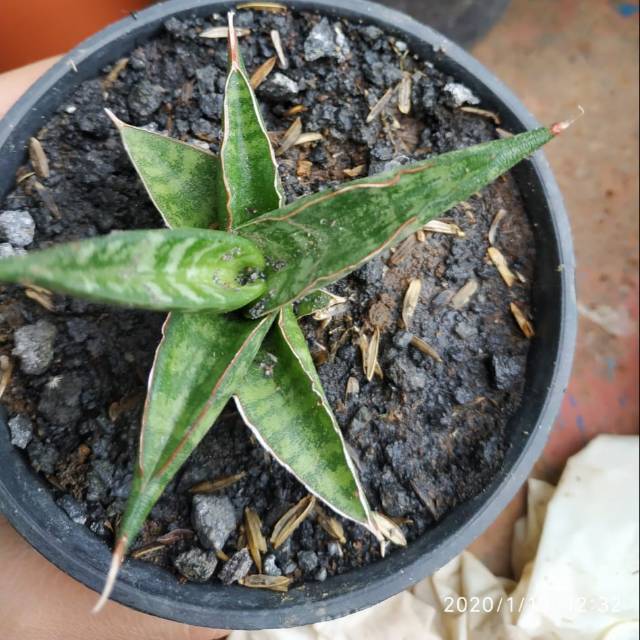 Sansivera cordoba/ sansivera unik