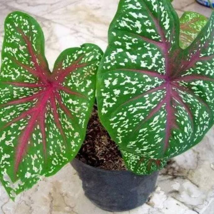 Siap Kirim Tanaman Hias Caladium Redstar Keladi Ayo Beli Shopee Indonesia