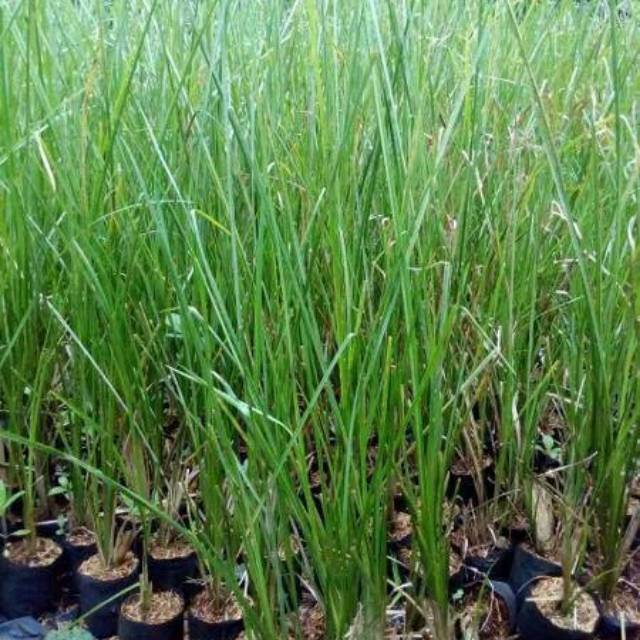 Tanaman hias vertiver akar wangi rumput persi - persi