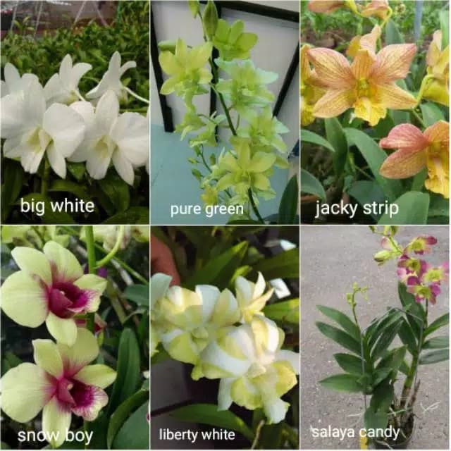 anggrek dendrobium obral