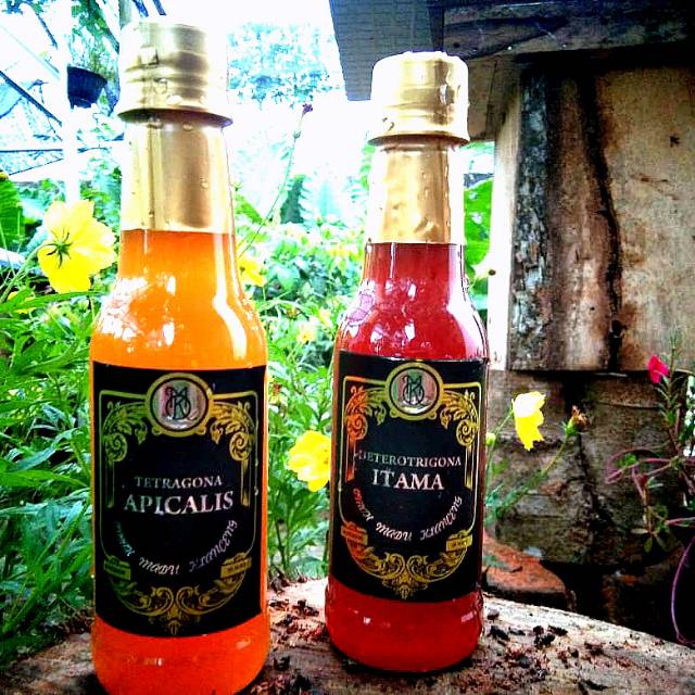 

Madu klanceng/kelulut/trigona