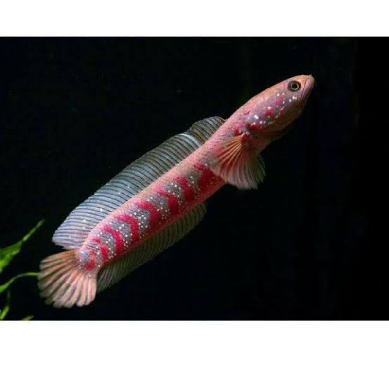 CHANNA ASIATICA RS PURE JUMBO MALE DAN FEMALE