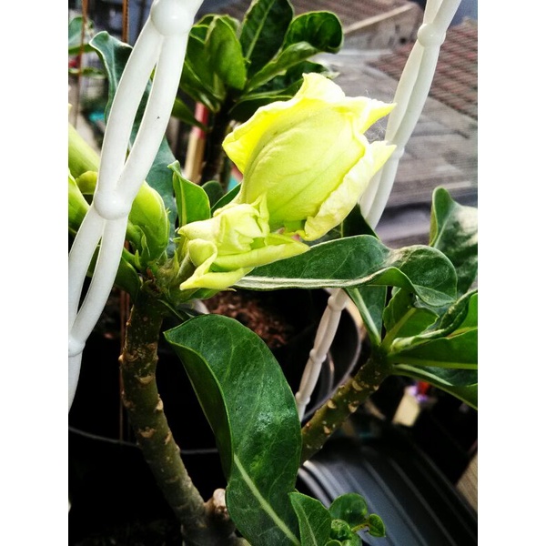 

adenium bunga tumpuk