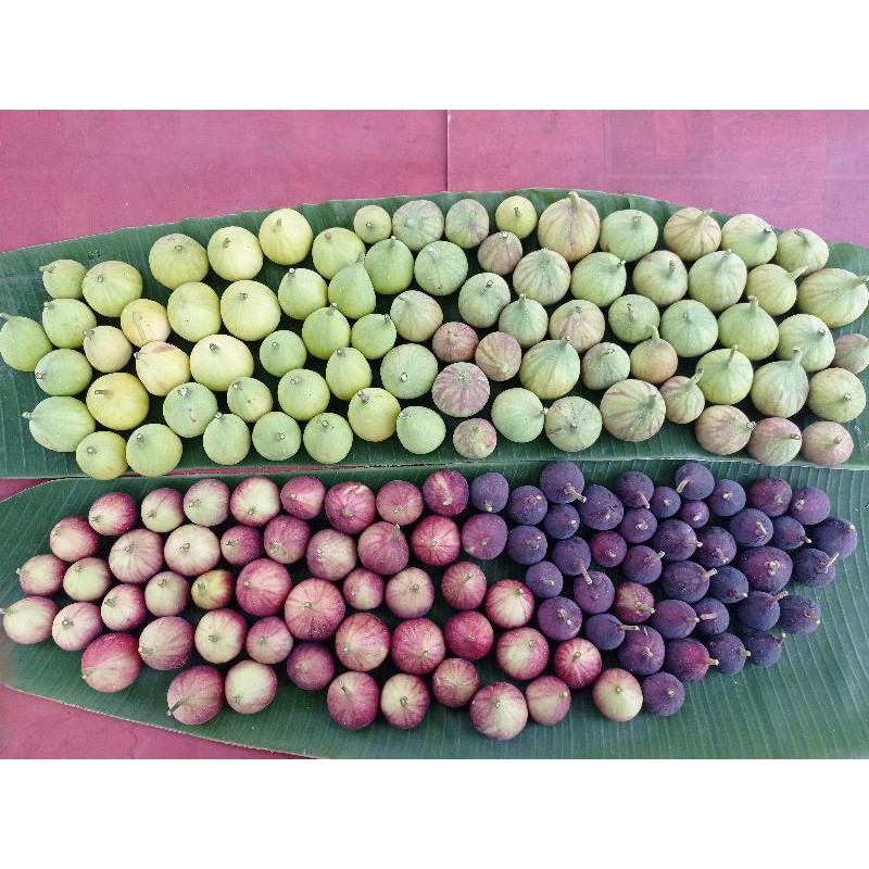 bibit tanaman buah tin aneka varian.. bibit dari induk yg sudah prodksi buah..-2